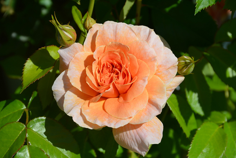 At Last Rose (Rosa 'HORCOGJIL') at Arbor Farms Nursery