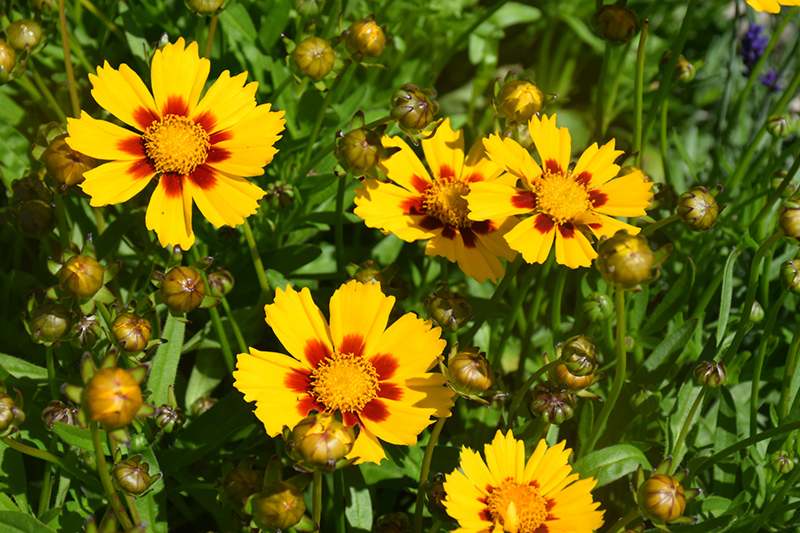 Baby Sun Tickseed (coreopsis Grandiflora 'baby Sun') In Fort Wayne 