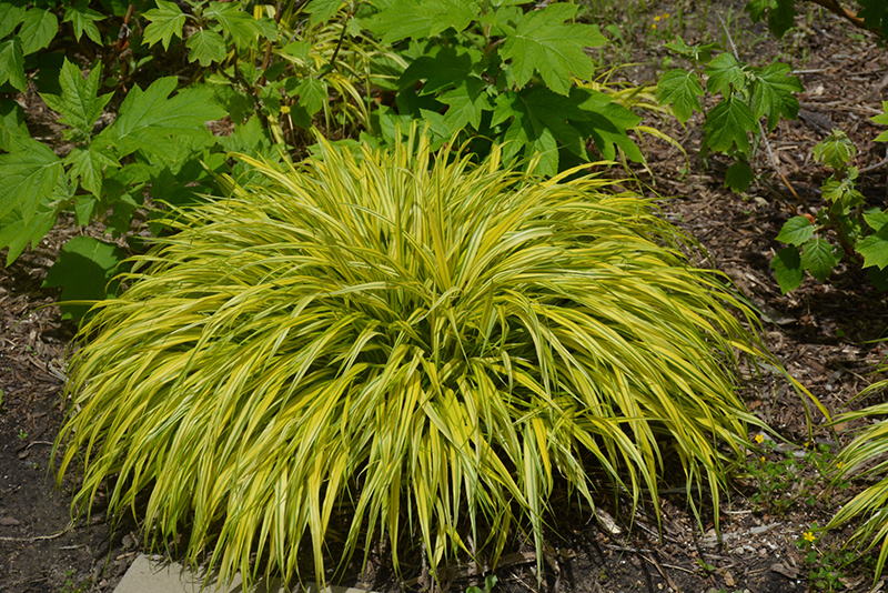 Golden Variegated Hakone Grass (Hakonechloa macra 'Aureola') at Arbor Farms Nursery