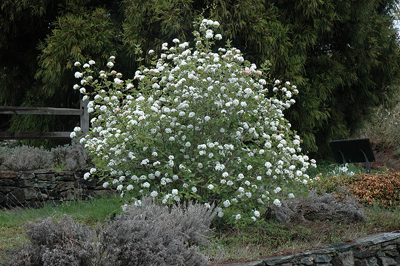 Koreanspice Viburnum (Viburnum carlesii) at Arbor Farms Nursery