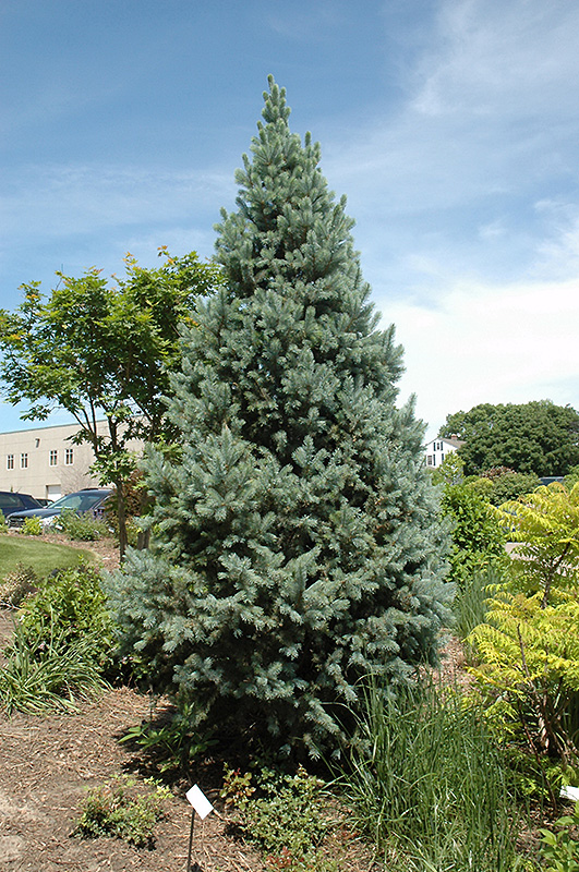 Upright Colorado Spruce (Picea pungens 'Fastigiata') at Arbor Farms Nursery
