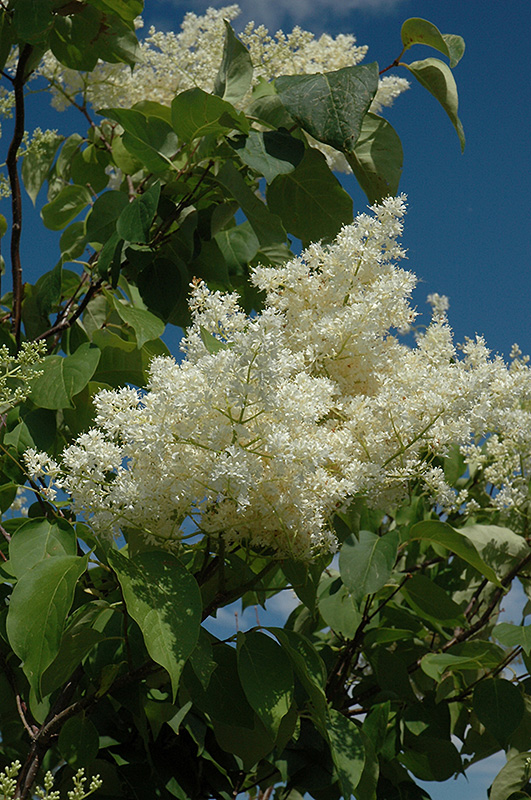 Ivory Silk Tree Lilac (tree form) (Syringa reticulata 'Ivory Silk (tree form)') at Arbor Farms Nursery