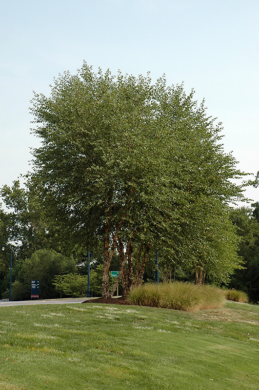 Heritage River Birch (clump) (Betula nigra 'Heritage (clump)') at Arbor Farms Nursery