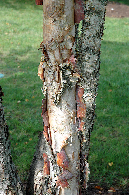 Heritage River Birch (clump) (Betula nigra 'Heritage (clump)') at Arbor Farms Nursery