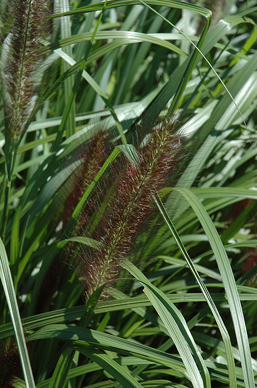 Red Head Fountain Grass (Pennisetum alopecuroides 'Red Head') at Arbor Farms Nursery
