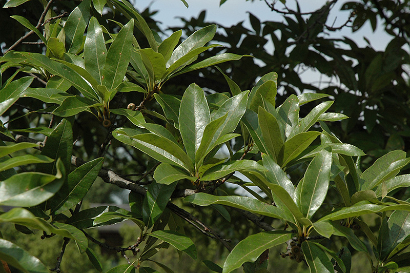 Shingle Oak (Quercus imbricaria) at Arbor Farms Nursery