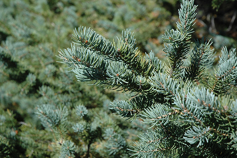 White Spruce (Picea glauca) at Arbor Farms Nursery