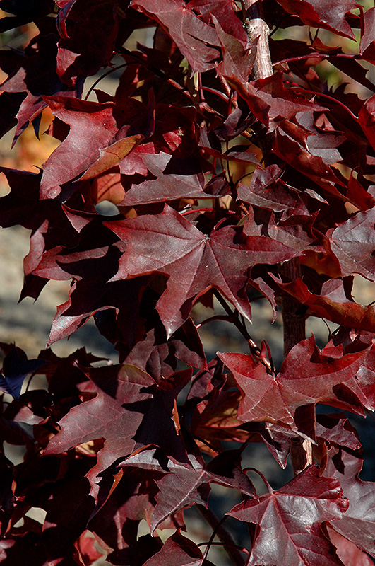 Crimson Sunset Maple (Acer 'JFS-KW202') at Arbor Farms Nursery