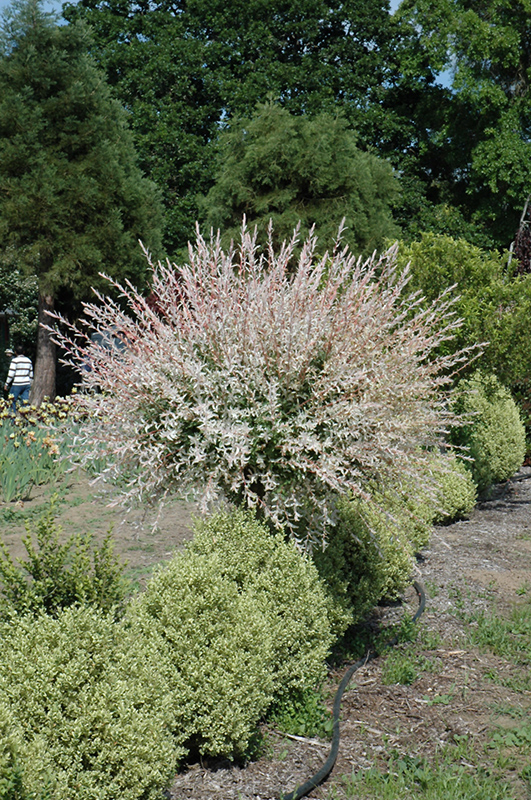 Tricolor Willow (tree form) (Salix integra 'Hakuro Nishiki (tree form)') at Arbor Farms Nursery