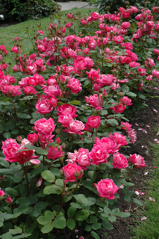 Double Knock Out Rose (Rosa 'Radtko') at Arbor Farms Nursery