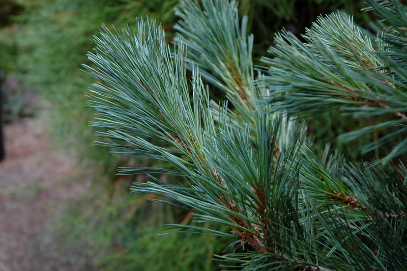 Cesarini Blue Limber Pine (Pinus flexilis 'Cesarini Blue') at Arbor Farms Nursery