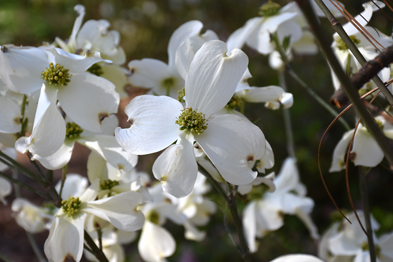 Appalachian Spring Flowering Dogwood (Cornus florida 'Appalachian Spring') at Arbor Farms Nursery