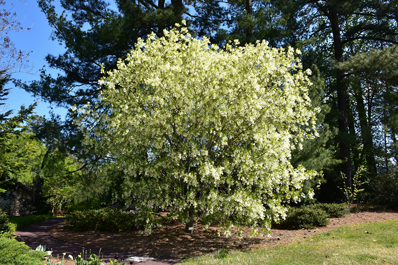 White Fringetree (Chionanthus virginicus) at Arbor Farms Nursery