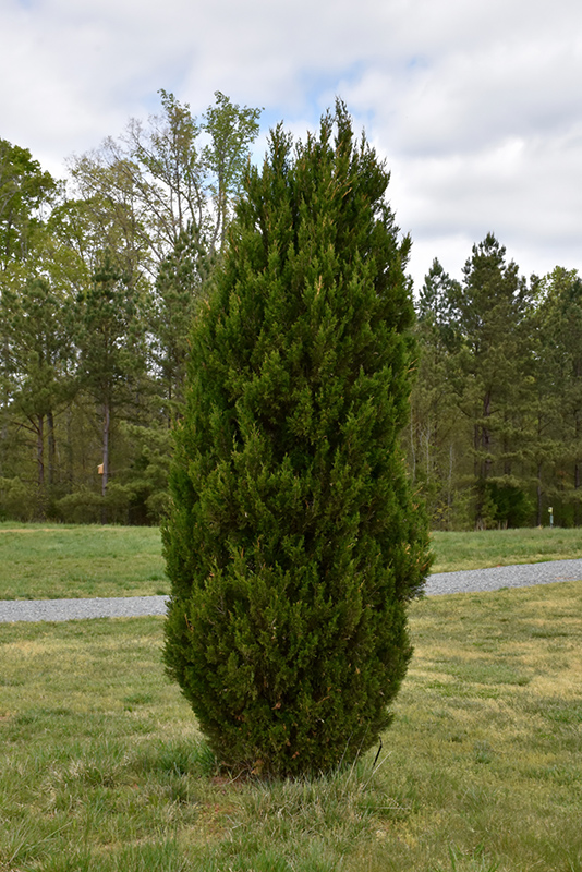 Spartan Juniper (Juniperus chinensis 'Spartan') at Arbor Farms Nursery