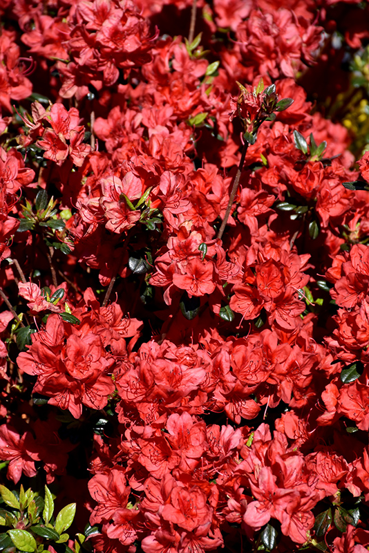 Stewartstonian Azalea (Rhododendron 'Stewartstonian') at Arbor Farms Nursery
