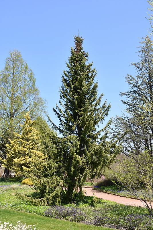 Serbian Spruce (Picea omorika) at Arbor Farms Nursery