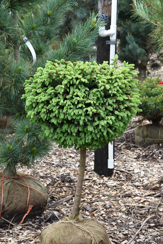 Little Gem Spruce (tree form) (Picea abies 'Little Gem (tree form)') at Arbor Farms Nursery