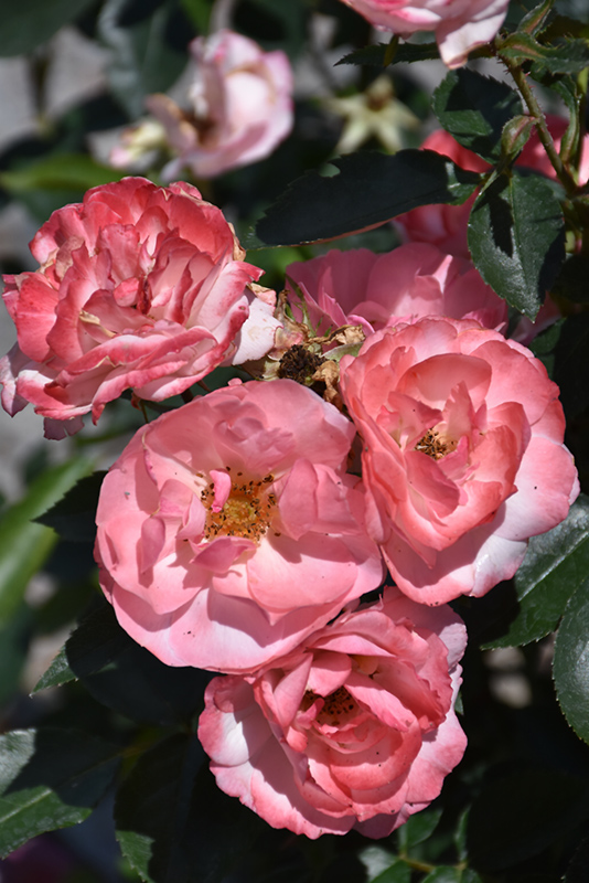Calypso Rose (Rosa 'BAIypso') at Arbor Farms Nursery