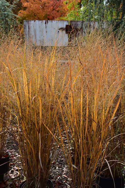 Northwind Switch Grass (Panicum virgatum 'Northwind') at Arbor Farms Nursery