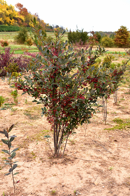 Brilliantissima Red Chokeberry (Aronia arbutifolia 'Brilliantissima') at Arbor Farms Nursery