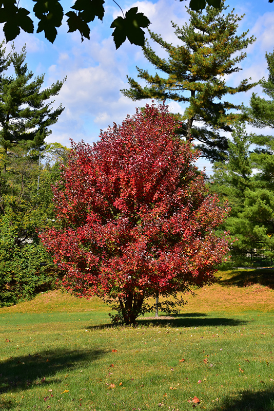 Redpointe Red Maple (Acer rubrum 'Frank Jr.') at Arbor Farms Nursery
