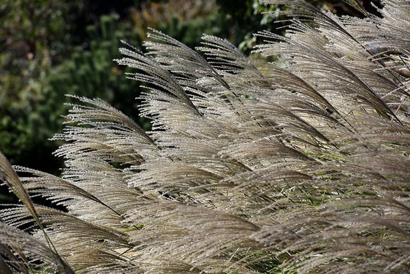 Gracillimus Maiden Grass (Miscanthus sinensis 'Gracillimus') at Arbor Farms Nursery