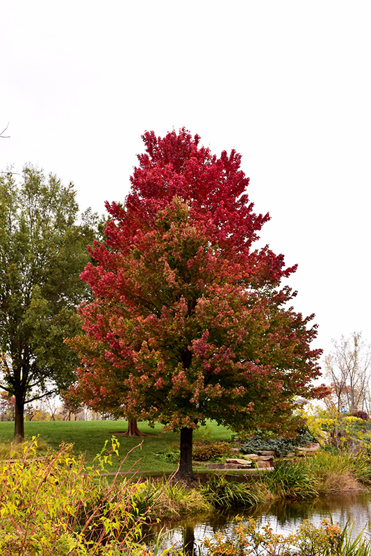 Red Sunset Red Maple (Acer rubrum 'Franksred') at Arbor Farms Nursery