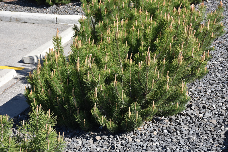 Dwarf Mugo Pine (Pinus mugo var. pumilio) at Arbor Farms Nursery