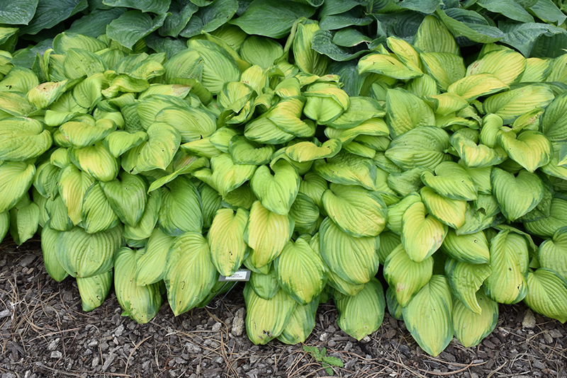 Stained Glass Hosta (Hosta 'Stained Glass') at Arbor Farms Nursery