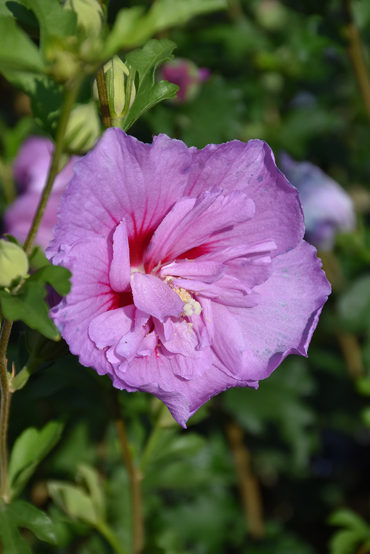 Lavender Chiffon Rose Of Sharon (Hibiscus syriacus 'Notwoodone') at Arbor Farms Nursery