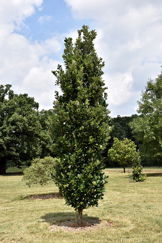 Regal Prince English Oak (Quercus 'Regal Prince') at Arbor Farms Nursery