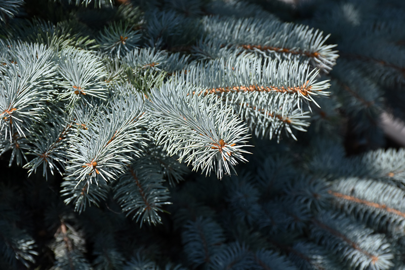 Baby Blue Blue Spruce (Picea pungens 'Baby Blue') at Arbor Farms Nursery