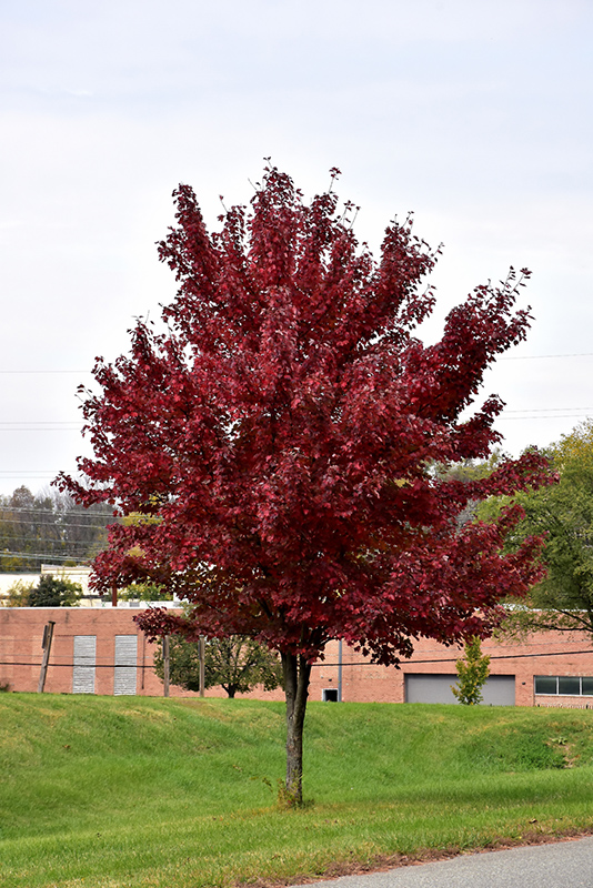 Brandywine Red Maple (Acer rubrum 'Brandywine') at Arbor Farms Nursery