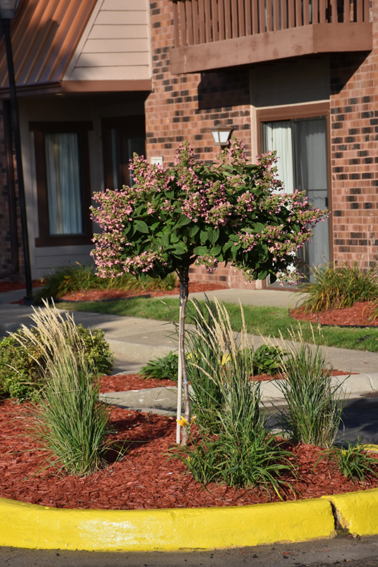 Quick Fire Hydrangea (tree form) (Hydrangea paniculata 'Bulk') at Arbor Farms Nursery