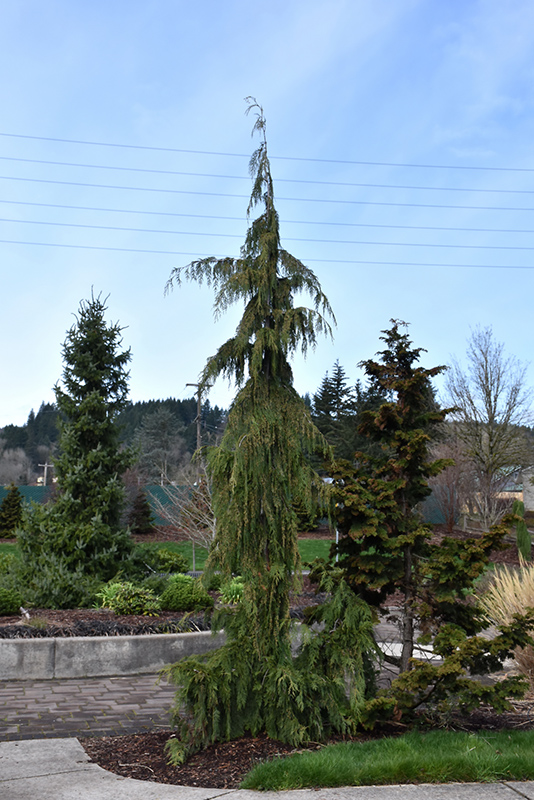 Weeping Nootka Cypress (Chamaecyparis nootkatensis 'Pendula') at Arbor Farms Nursery