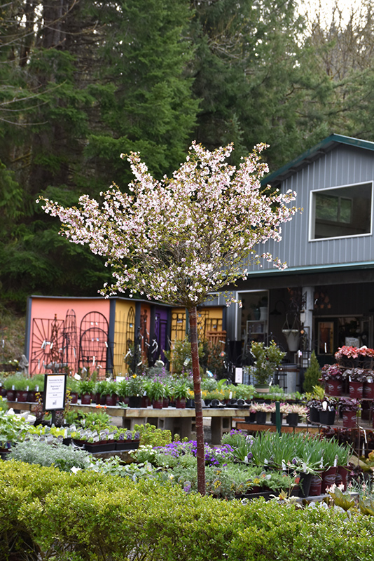 Little Twist® Fuji Cherry (tree form) (Prunus incisa 'CarltonLT') in