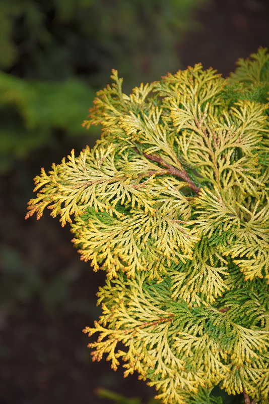 Golden Hinoki Falsecypress (Chamaecyparis obtusa 'Aurea') at Arbor Farms Nursery