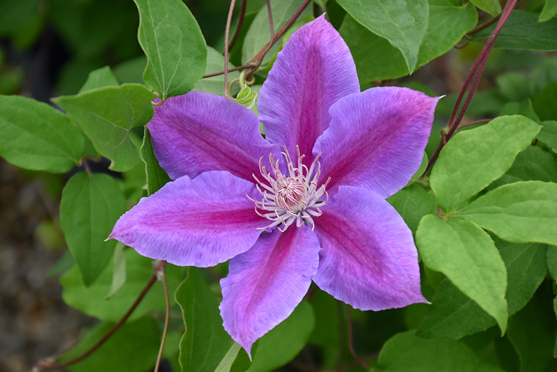 Dr. Ruppel Clematis (Clematis 'Dr. Ruppel') at Arbor Farms Nursery
