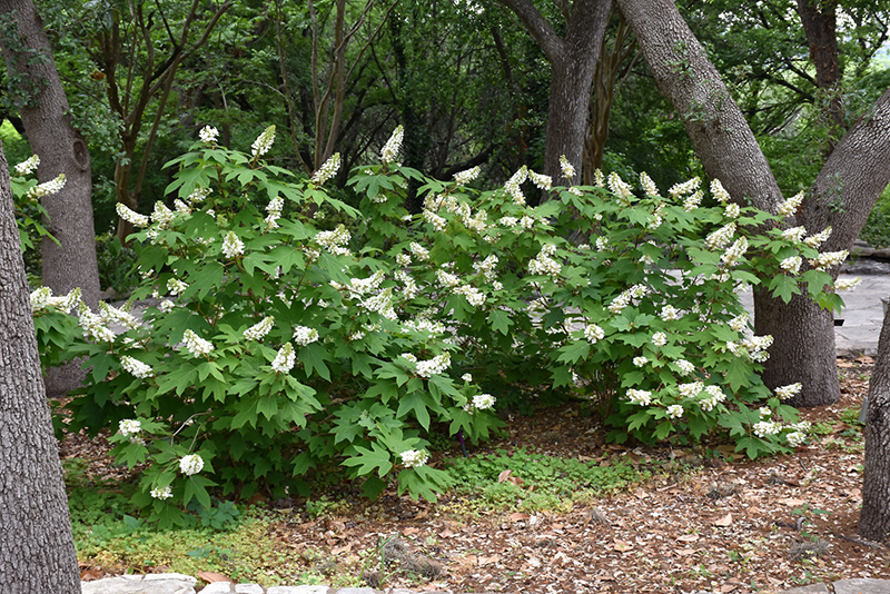Oakleaf Hydrangea (Hydrangea quercifolia) at Arbor Farms Nursery