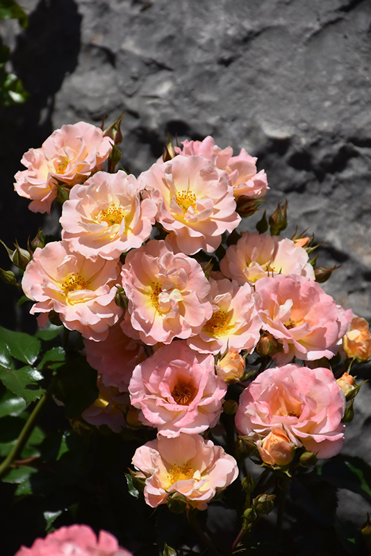Peach Drift Rose (Rosa 'Meiggili') at Arbor Farms Nursery