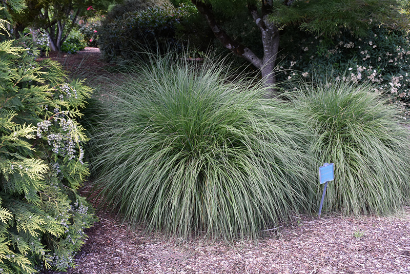 Hameln Dwarf Fountain Grass (Pennisetum alopecuroides 'Hameln') at Arbor Farms Nursery
