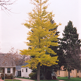 Princeton Sentry Ginkgo Ginkgo Biloba Princeton Sentry In Fort Wayne Indiana In At Arbor Farms Nursery