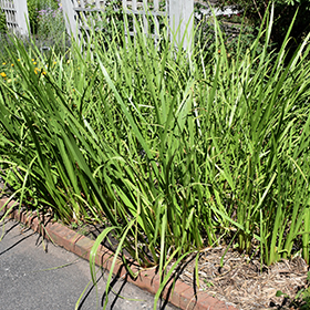 View All Ornamental Grasses 1 to 10 of 26 - Arbor Farms Nursery Plant ...