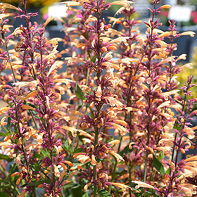 Plant Photo 4